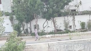 Dog sneaking