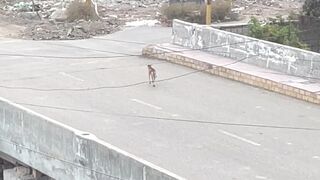 Dog on Run