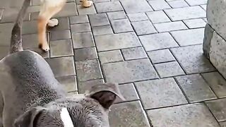 Funny animals - Funny cats / dogs - Funny animal videos 279