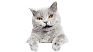 Crazy Cat I Sarcastic Cat I Funny Cat I Angry Cat