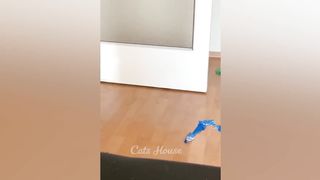 Funniest Cats and Dogs 2023 ???? New Funny Animals ????