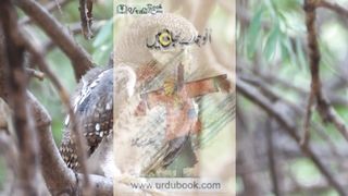 Owls are our Brothers by Mustansar Hussain Tarar.
