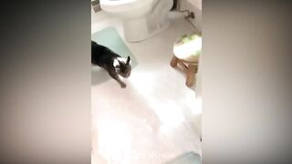 Funniest Animals 2023 ???? New Funny Cats and Dogs ????????