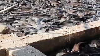 Ikan lele besar