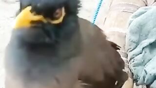 Beautiful birds with sweet voice