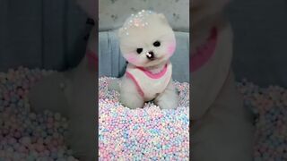 Tik Tok Chó Phốc Sóc Mini ???? Funny and Cute Pomeranian63