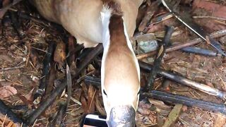 Fun with duck