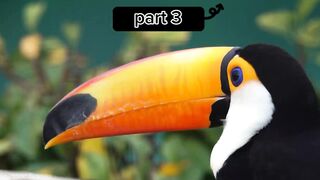 Wald life Amazon video  saibcrib me like that