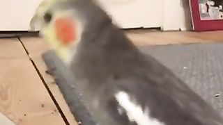 Singing bird crazy ...