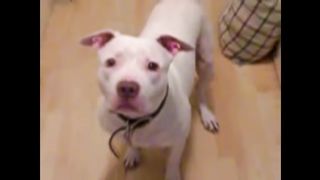 Funny dogs and cats scared of farts compilation
