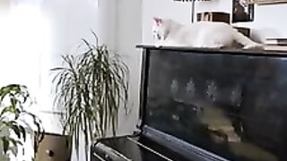 Chat malin