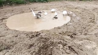 DESI POOL FOR DUCKS.