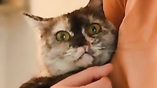 Chat dossile