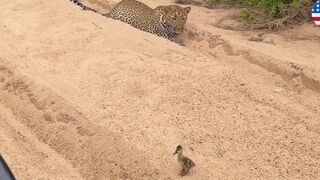 Innocent Baby Bird Walks up to Leopard - Crazy Ending.Video 2023