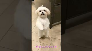 Cute puppy 4