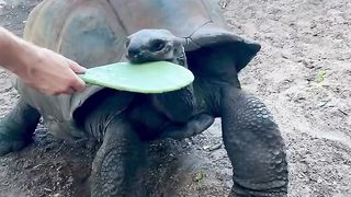 Cactus crunching with George the tortoise!
