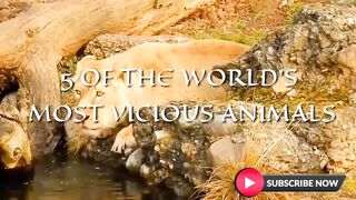 5 Of The World's Most Vicious Animals
