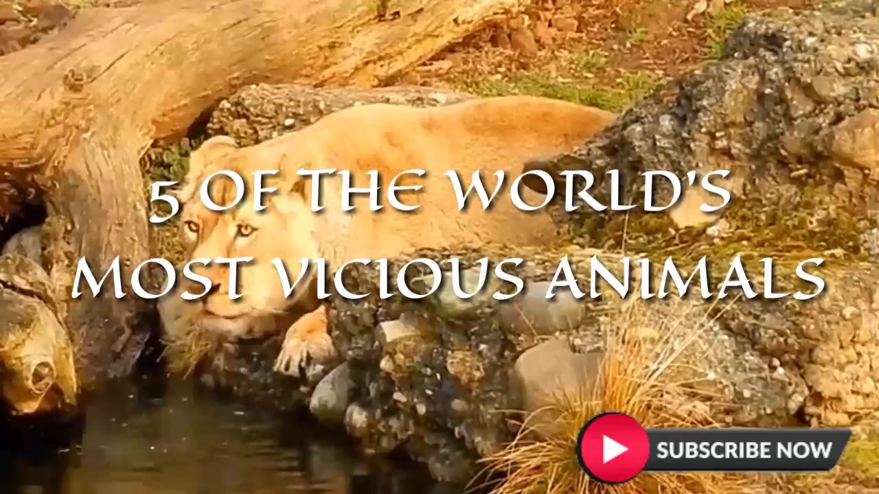 5 Of The World's Most Vicious Animals
