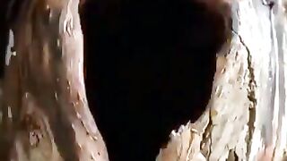 What happens in a squirrel's hollow?