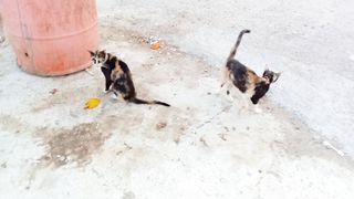 New cute and funny cats video