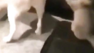 Funny moment 48