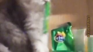 Funny moment cat