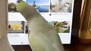 morning parrot news