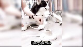 Smart Cats,Dogs | Funniest Cats And Dogs