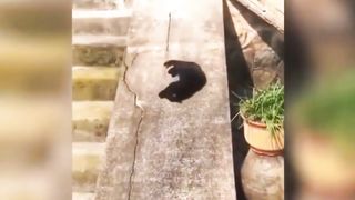 FUNNY CAT & DOG VIDEOS !! COMPILATION 2023