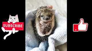OMG Cute Baby Animals Videos Compilation