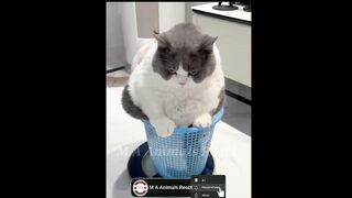 Funny Animal Videos 2023-Funniest Dogs And Cats Videos