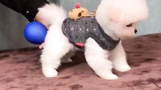 Ultimate Funny Dogs Compilation!