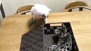 The cat