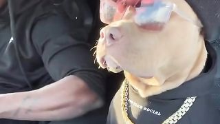 What a dog I love it