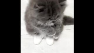 Funny animals 74
