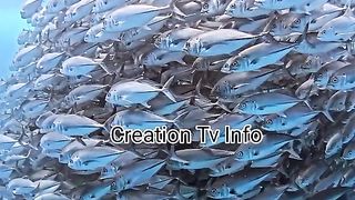 الله اكبر????????????????shorts #virl #viralvideos #foryou 11