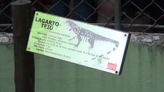 LAGARTO TEIÚ NO ZOOLÓGICO BRAZIL,,,,tegu lizard in brazil zoo