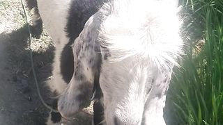 Beautiful goat 2
