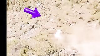 the DEATH OF COW