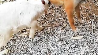 dog bana bacharay kie maa