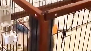Dog Jump in cage to break