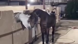 Horses funny moments ????