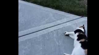 funny animals vidios 2023 #1