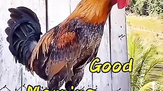 Good morning 45