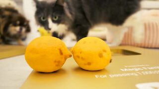 funny animals2023 #2