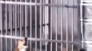 funny animals #3