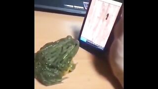 funny animals #4