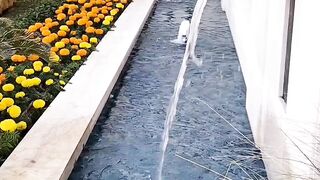 Beautiful home design landscaping design