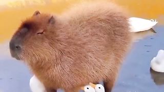 Funny animals 75
