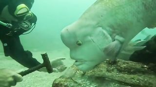 Woow man feeding fish big fish